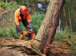 Trusted Jay, OK Tree Removal Services Experts